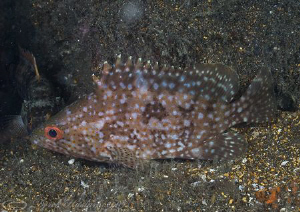 Reef fish. Night dive. Galapagos. D200, 60mm. by Derek Haslam 